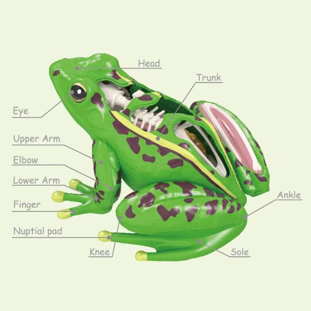 Detachable Biology Education Toy Early Learning Frog Dissection Model Frog Anatomy Model  Kids Toy