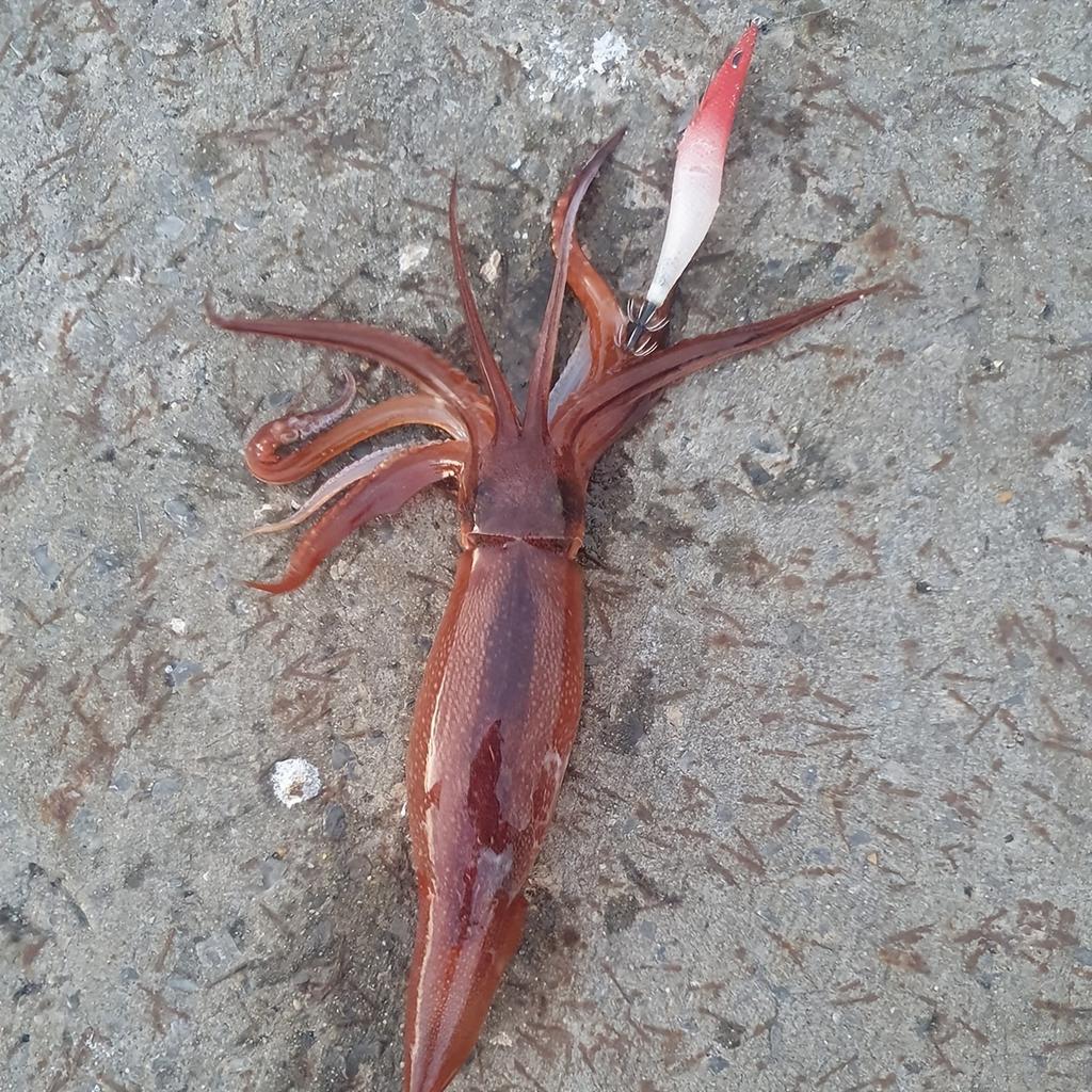 Tintenfischköder Leuchtender Tintenfisch-Jig Kunstköder Sinkend Schwimmfuß-Oktopus Sepia Meeresangelköder Garnelenköder