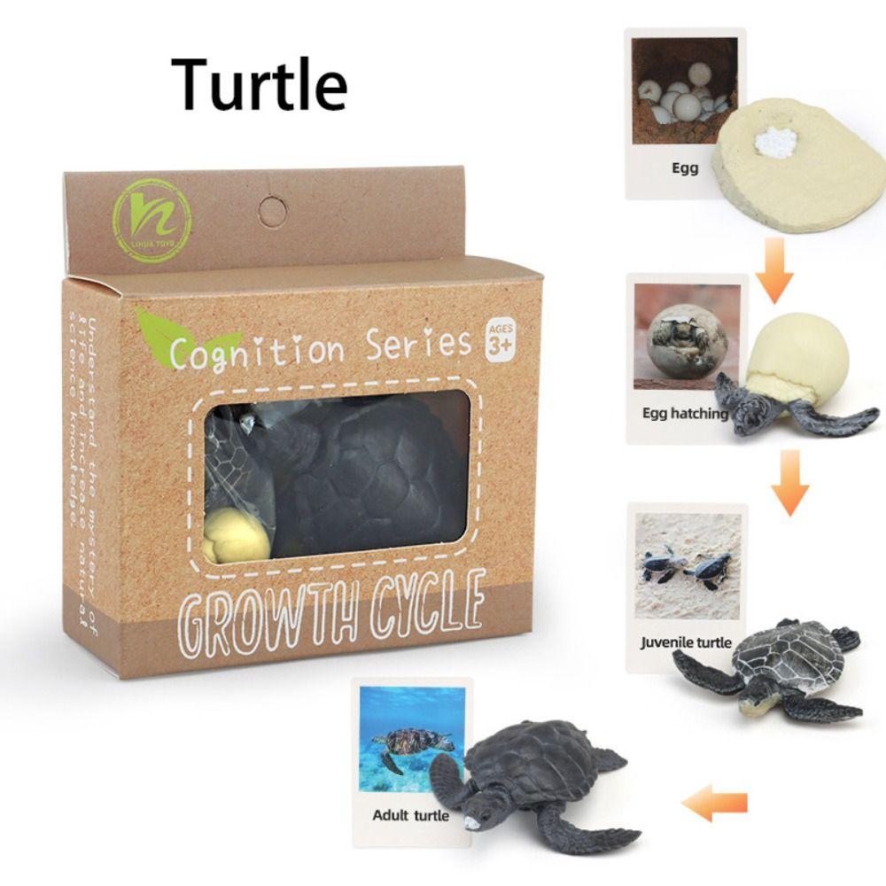 Cycle Figurine Animal Life Cycle Children Toys Simulation Plant Model Animal Growth Cycle Model