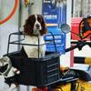 Electric Scooter Dog Basket for Bike Motorbike Pet Carrier for Back Seat Motorcycle Cat Crate Bicycle Front Mounted Dogs Carrier