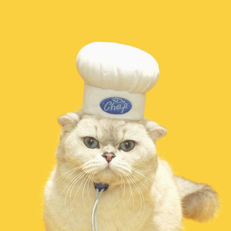 

Purlab Puff Lab Chef Cap Pet Head Cover Adjustable Pet Cap for Cats and Dogs Pet Supplies Chef Hat