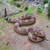 Children's Prank Toy: Soft Rubber Snake & Lizard Models - Cobra, Viper, Rattlesnake, Golden Python