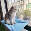 Cat Bed Seat Creative Cat Hanging Bed Stable Rectangular Suction Cup Cat Nest Household Cozy Pet Window Perch Pet Supplies