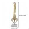 Human Spine Model with Base | PVC Construction, Anatomically Accurate, Skeletal