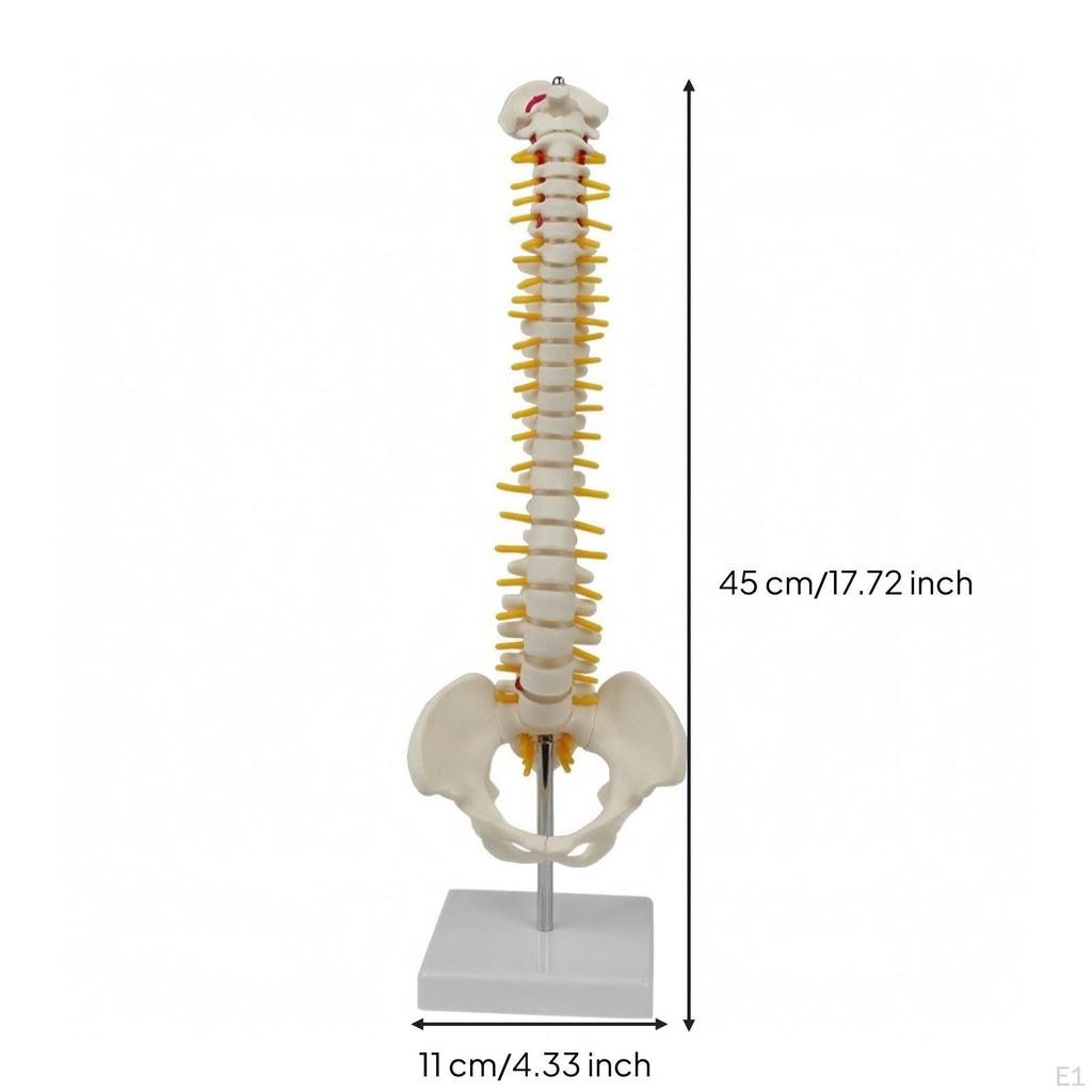 Human Spine Model with Base | PVC Construction, Anatomically Accurate, Skeletal