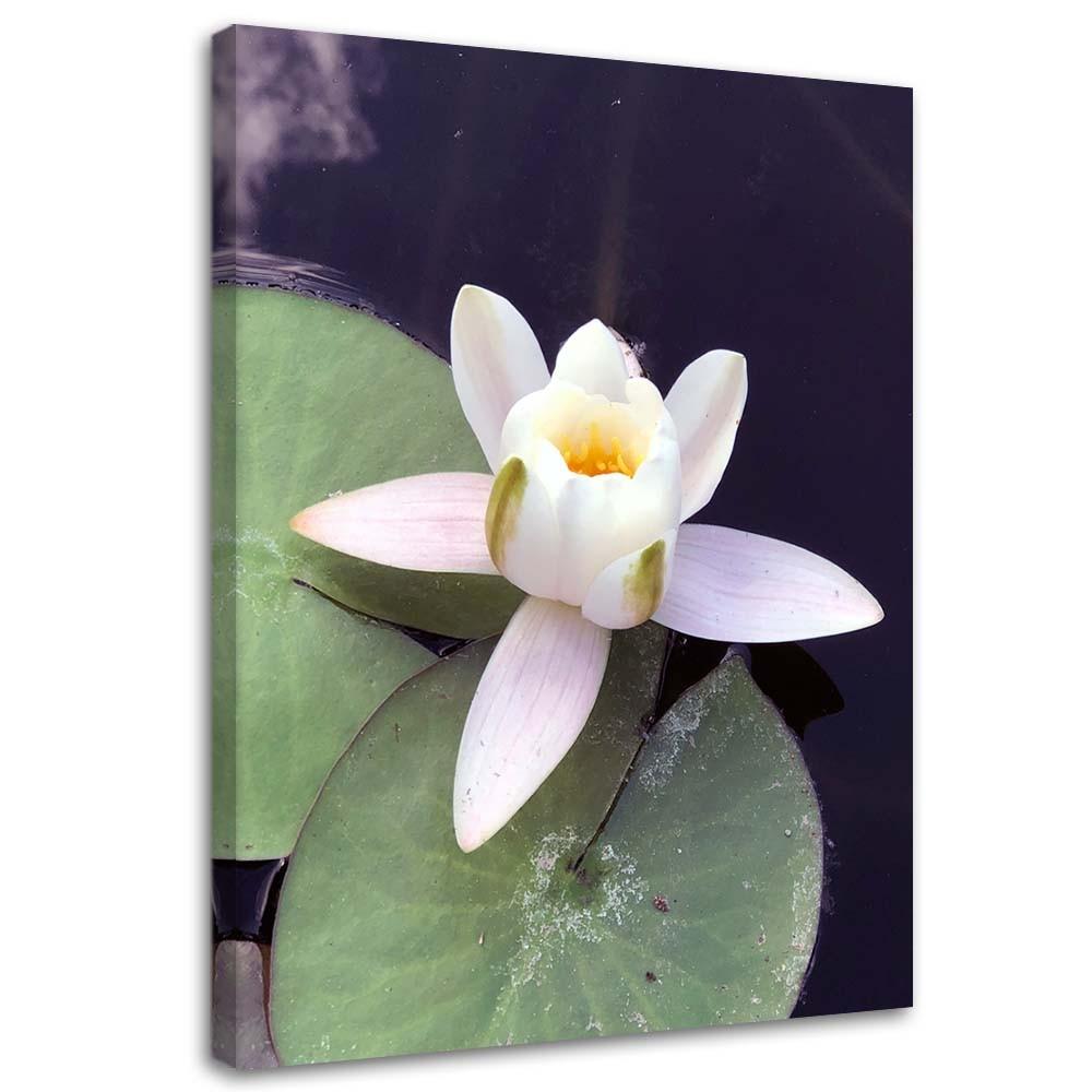 Lerret Water Lily Flowers Nature