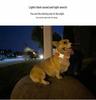 Pet GPS Locator & Anti-Lost Tracking Collar for Dogs and Cats