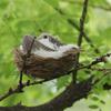 Realistic Artificial Bird Nest With Bird Eggs Car Ornament For Garden Party Lawn Decoration