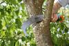 PROFILED GARDEN SAW 300 P -CS - HG-08738-20