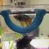 Améliore l'esthétique de l'aquarium Hamac pour poisson Betta Décor flottant Cachette de repos pour aquarium Réducteur de stress Lit pour petits aquariums et nano-aquariums Confortable