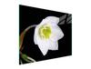 GLASSCHNEIDEBRETT 52x40 ORCHIDEE