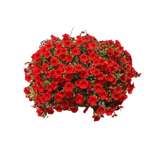 UV Resistant Artificial Petunias Flowers Outdoor Fake Flowers for Patio Porch