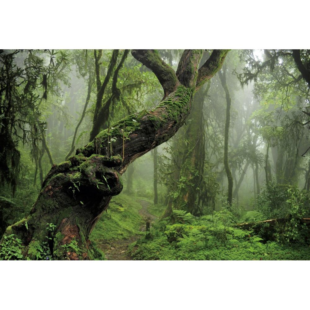 Spring Forest Backdrop Tropical Jungle Rainforest Backdrops for Photography Camping Adventure Birthday Background Photo Studio