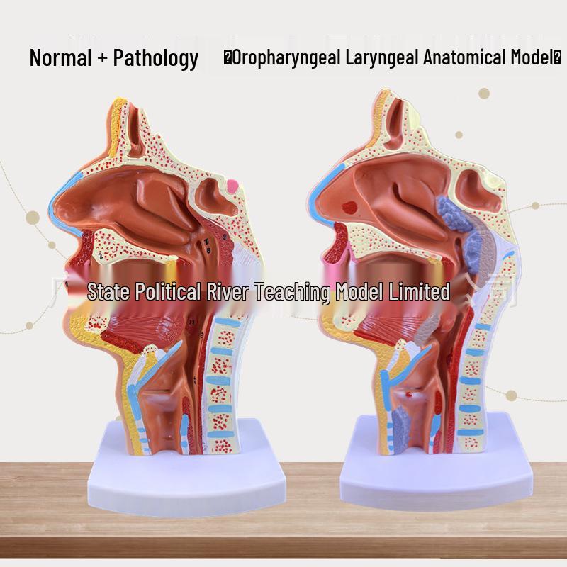 Human Nasal and Oral Cavity Anatomical