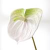 3D Printing Latex Artificial Anthurium Lily Flowers Permanent Flower Fake Flowers for Home Decoration Wedding Bridal Bouquet