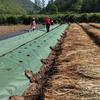 Pre-punched Holes Perforated Grass Proof Cloth Weed Control Ground Cover  Vegetable Gardens