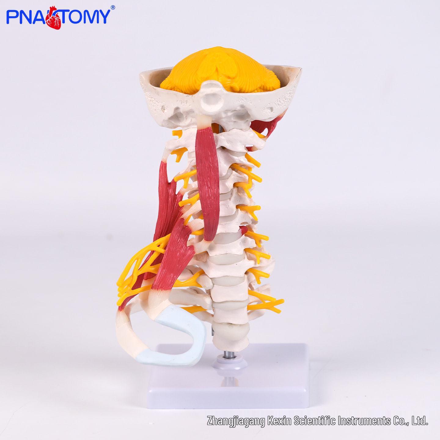 Advanced Neck Anatomy Model with Muscle Origins, Insertions, Ligaments, and Nerve Annotations for Medical Training and Patient Education PNT-01211