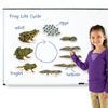 Learning Resources Giant Magnetic Frog Life Cycle LER 6041
