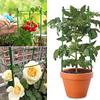 45 cm verstellbare Tomatenpflanzenstütze, Gartenkletter-Rebenregal, Pflanzentopfstütze, Pflanzenstab für Blumengitterhalterung