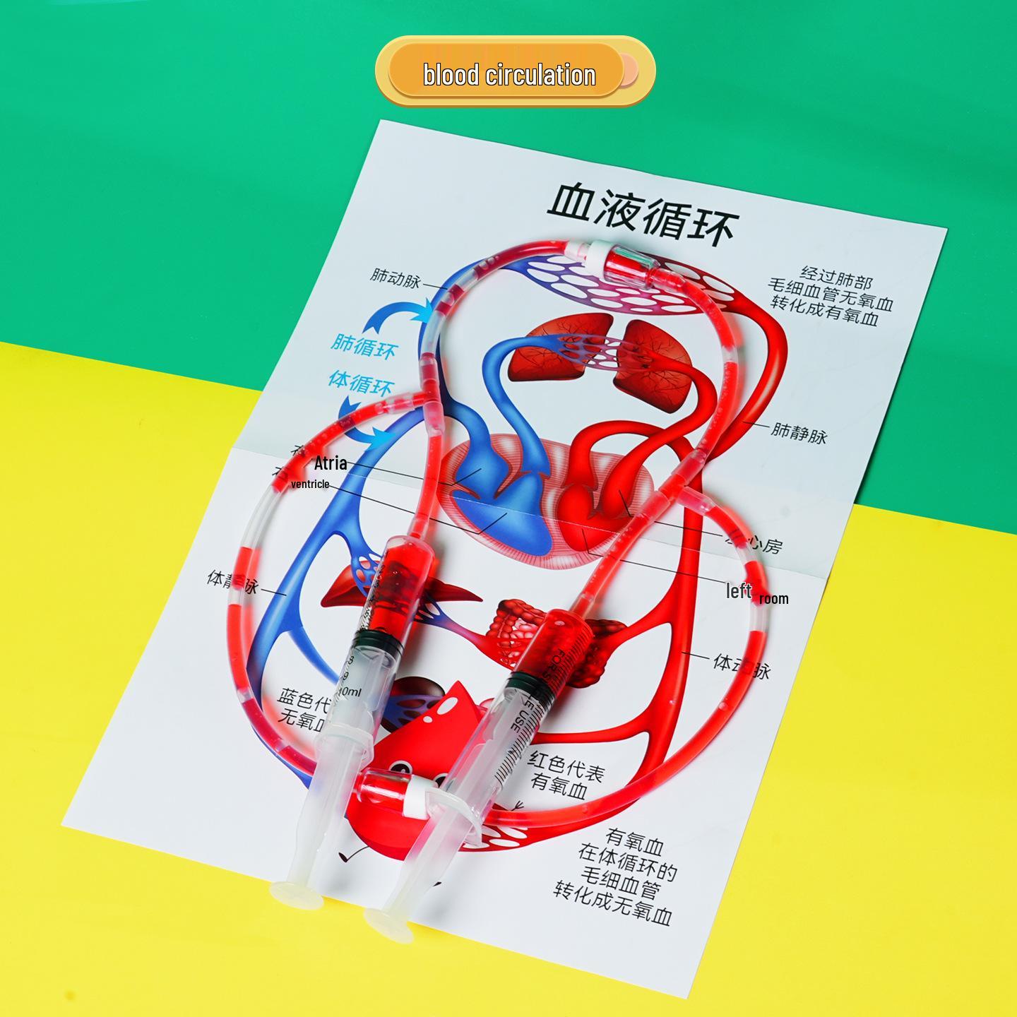 DIY STEAM Physics Experiment Kit: Student Invention for Learning Blood Circulation