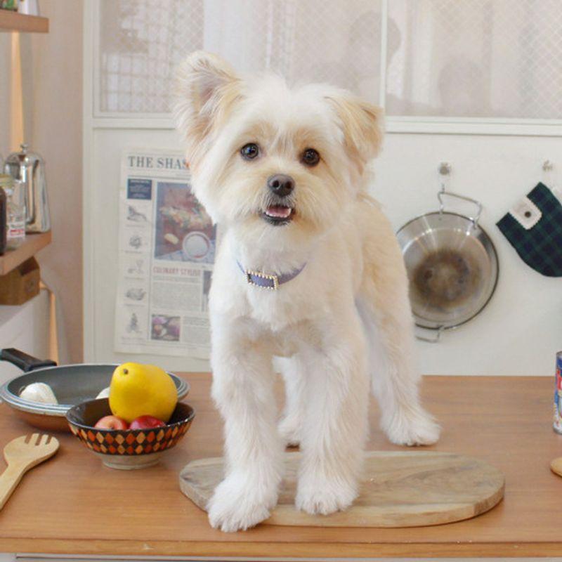 MAISON DE MIU Square Pearl Collar_Violet