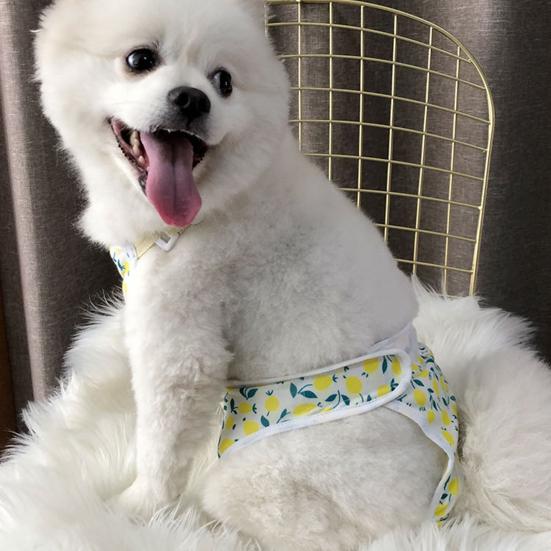 Pantaloni menstruali pentru animale de companie Chiloți sanitari ajustabili pentru câini Pantaloni fiziologici confortabili, rezistenti la scurgeri, pentru animale