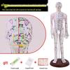 Traditional Chinese Medicine Acupuncture Model: Full-Body Meridian Acupoint Diagram for Needle Practice