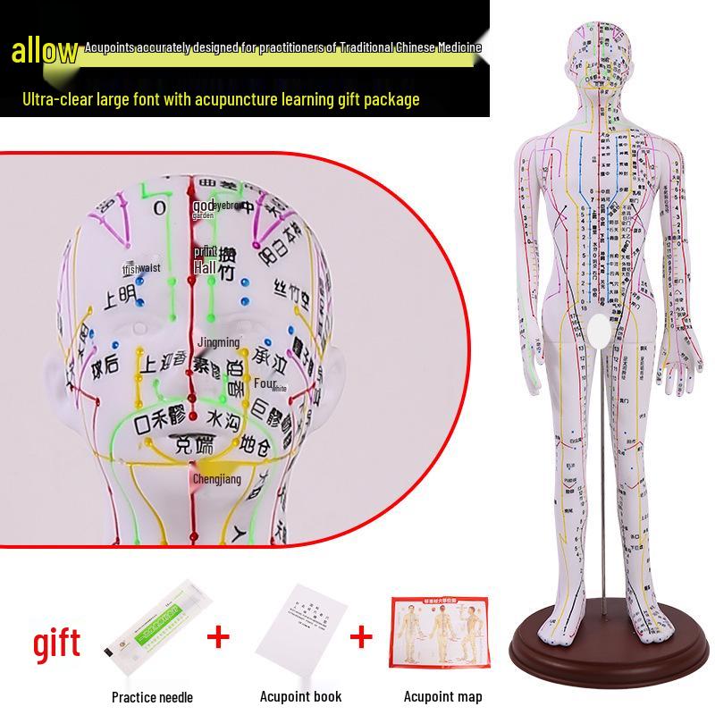 Traditional Chinese Medicine Acupuncture Model: Full-Body Meridian Acupoint Diagram for Needle Practice