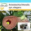 Gift Set - Dutchman's Pipe - 80 Seeds - With Gift Box, Card, Label and Potting Substrate - Aristolochia Littoralis