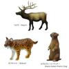 Calorata Animal Geography Zone 3 Figure 3D Encyclopedia of the Old North and New North Zones 12 Species Includes Realistic Figure Box Toy Educational