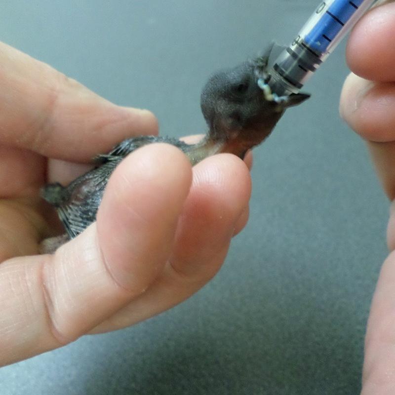 1 ks Mláďata Ptáčata Univerzální krmná stříkačka Holub Andulka Papoušek Ruční odchov Krmná sada Jehly na plodiny Přesné 5ML/10ML/20ML