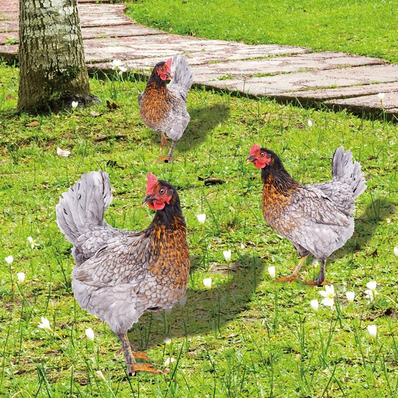 Chicken Garden Stakes Ornaments Rooster Hen Lawn Insert Signs Outdoor Decoration Animal Sculpture Statue Yard Signs