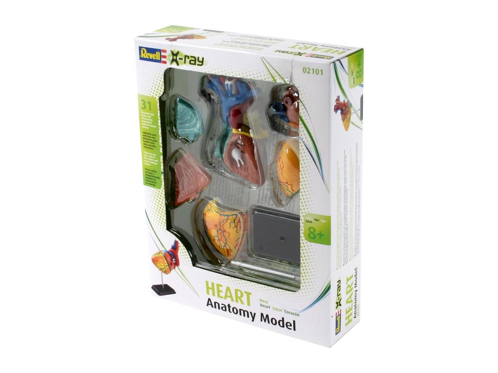German Level Anatomical Model Heart Anatomy 02101 Plastic Model 1/2