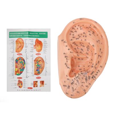 40cm Ear Acupuncture Point Model Accurate Clearly Fonts PVC Professional Ear Zone Massage Model