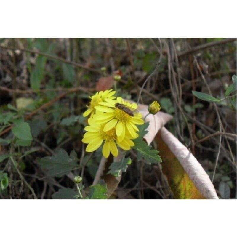 100g Chrysanthemum | Wild Harvest | Wild Chrysanthemum | Ju Hua