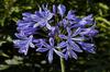SAFLAX Africká lilie - 50 semen - Agapanthus orientalis