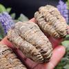 Natural High Quality Trilobite Fossil Healing Crystal Quartz Craft Feng Shui Home Decoration Gift