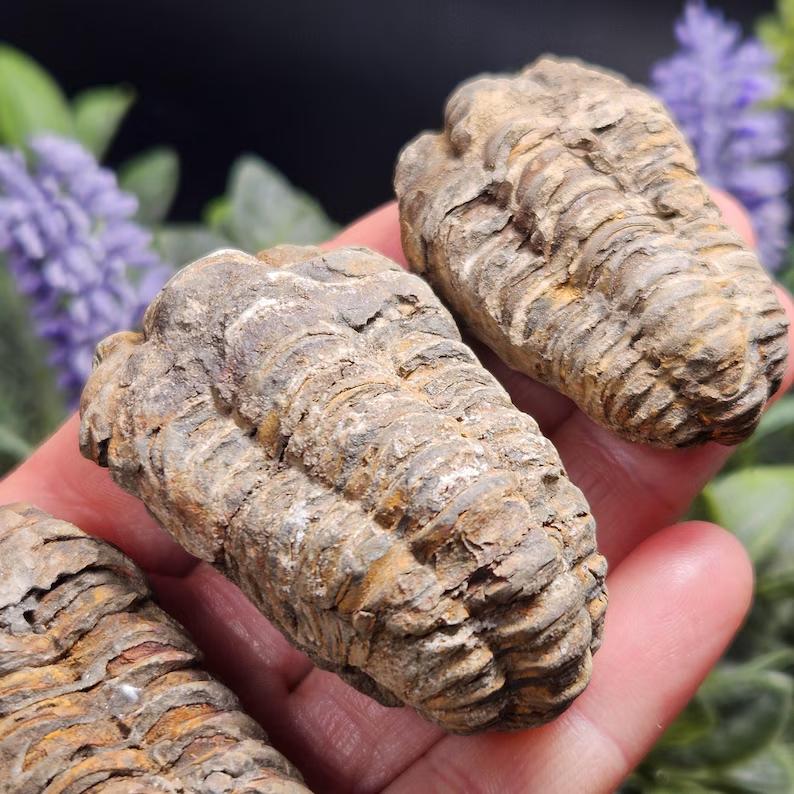 Natural High Quality Trilobite Fossil Healing Crystal Quartz Craft Feng Shui Home Decoration Gift