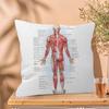 Muscle System Human Anatomy Diagram Medical Cushion Cover x Polyester Sofa Cushions Decorative Throw Pillows
