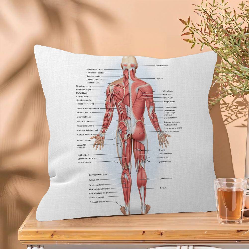 Muscle System Human Anatomy Diagram Medical Cushion Cover x Polyester Sofa Cushions Decorative Throw Pillows