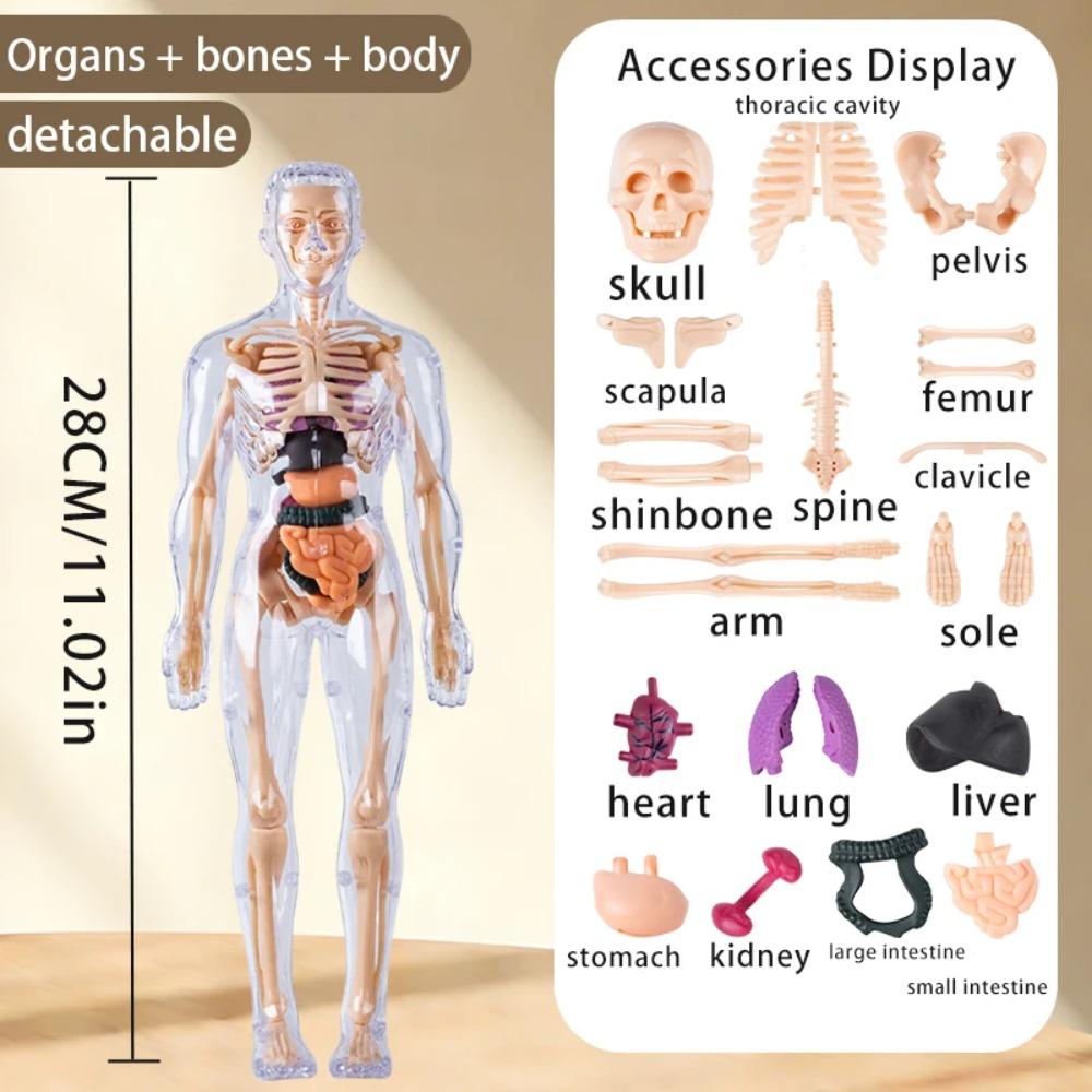 Modello Struttura Corpo Umano Smontabile Assemblato per Bambini, Scheletro Intero, Scheletro Organi, Giocattolo Simulazione Anatomia Medica
