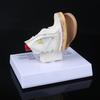 1.5 Times Life Size Human Ear Model Scientific Anatomy Teaching Supplies Tool