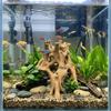 3D Printed Aquarium Fish Shelter Plastic Tree Root Caves Fish Resting Place  Terrarium Decor