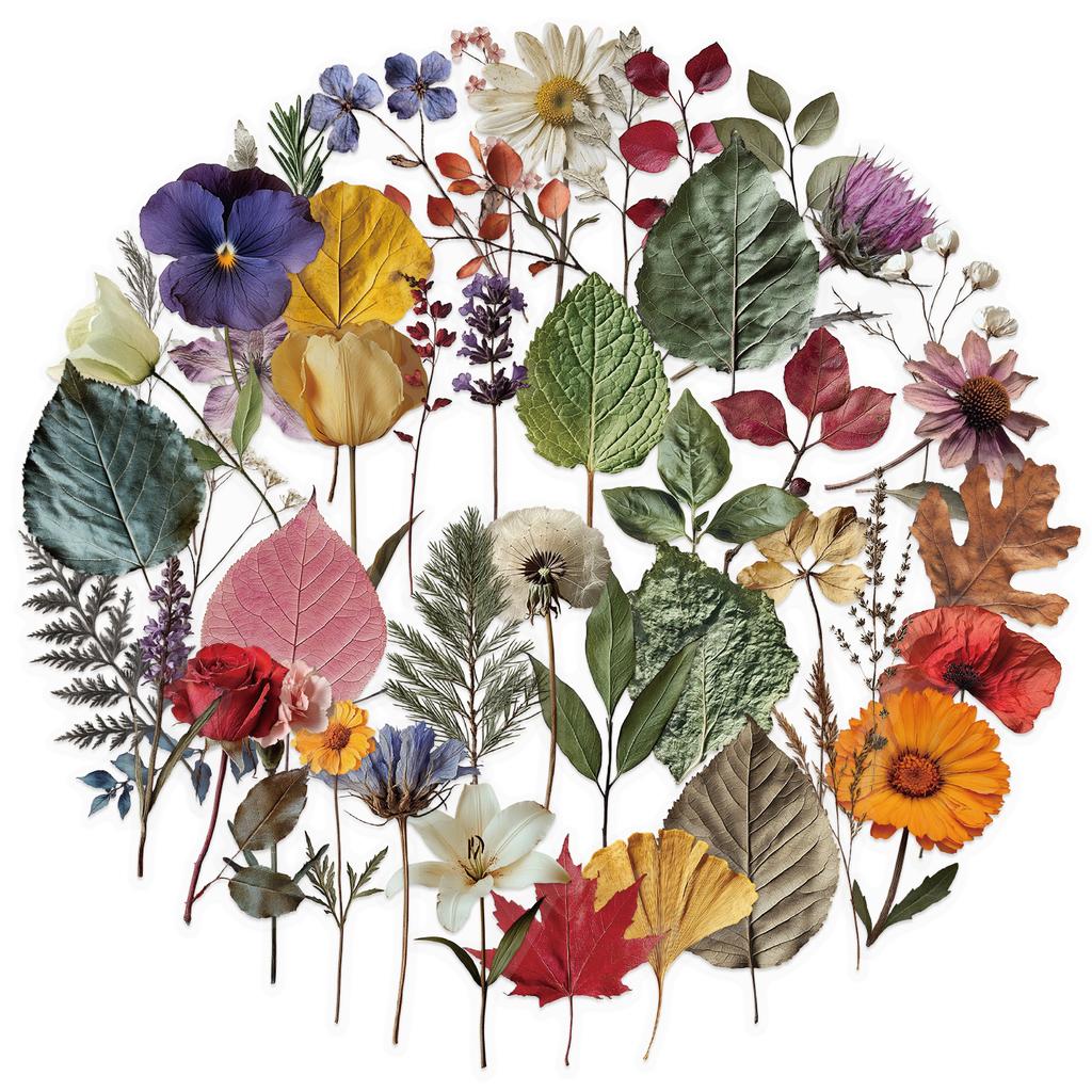 50 Transparent Cartoon Plant Specimen Sticker Pack Waterproof Transparent PET Hand Account Decorative Guitar Notebook