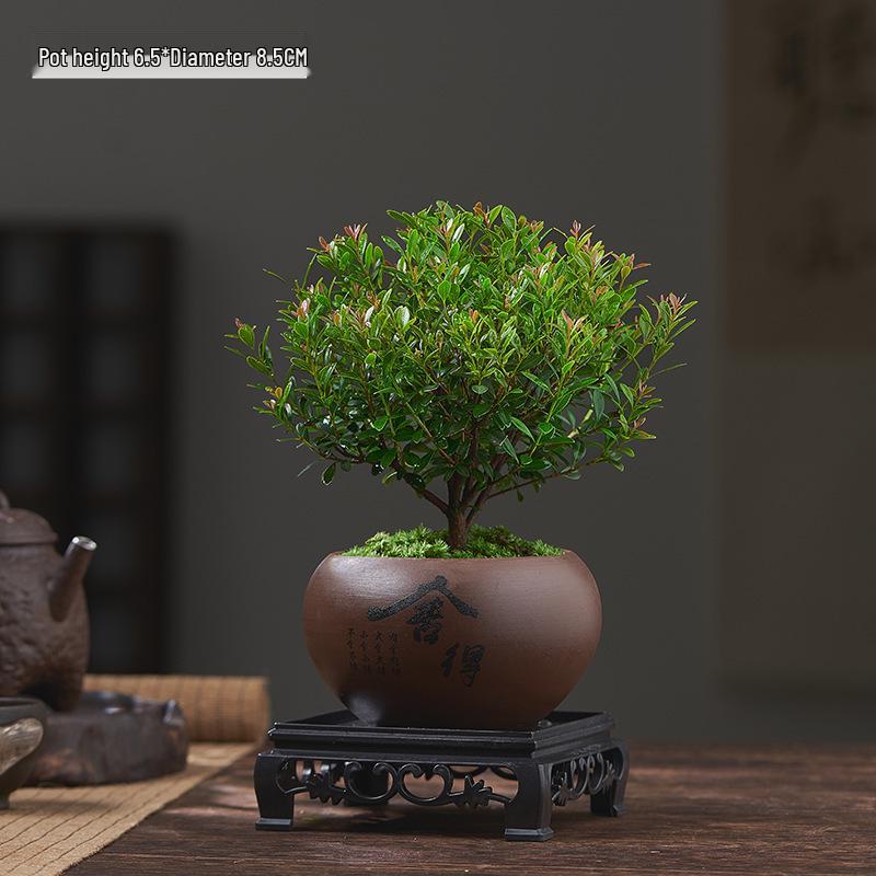 Red Leaf Bonsai Seedling - Easy Care Indoor Evergreen, Perfect for Hydroponics and Micro Landscapes