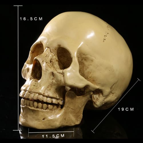 CHASO Skull Decor Halloween Horror Skull Realistic Figure Cosplay Figurine Skeleton Prank Human Skull Model Haunted House Skull Life-Size