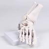 PVC Human Foot Skeleton Model For Anatomy Teaching Learning With Accurate Bone Structure Representation In Classrooms