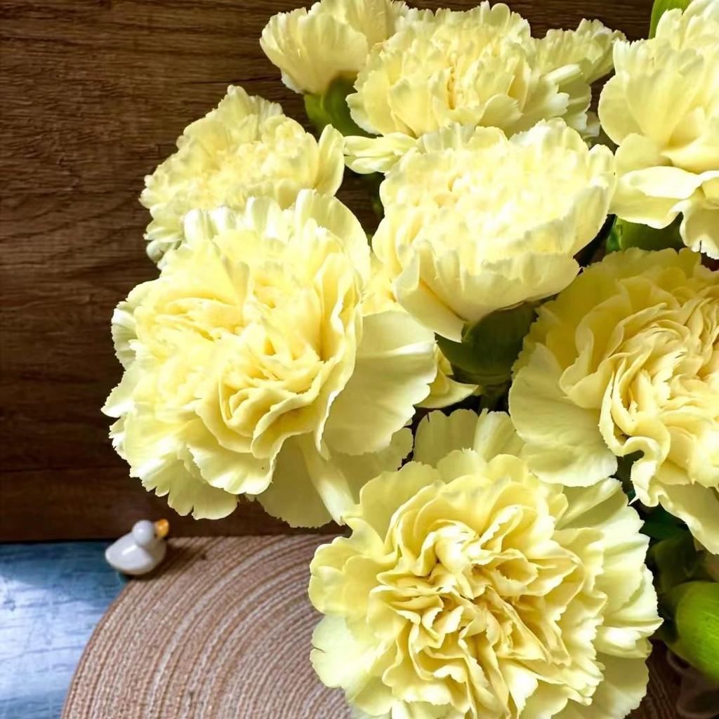 Carnation Fresh Cut Flowers for Teacher's Day, Women's Day, Family Arrangements, and Goddess Day Gifts.
