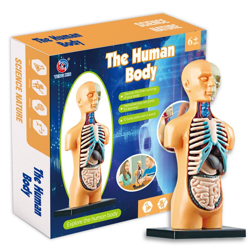 Human Body Torso Model Human Anatomy Display Assembly Learning Internal Organs Skeleton Visceral Brain Anatomical Teaching