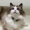 Crystal Pendant Cat Pearl Necklace Adjustable Pet Collar Shiny Rhinestone Necklace  Pet Cat/dog